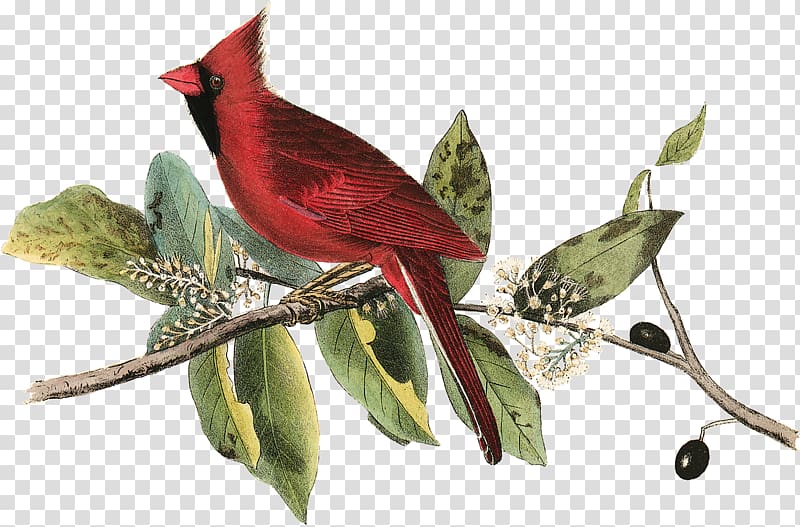 The Birds of America Painting National Audubon Society Northern cardinal, Bird transparent background PNG clipart