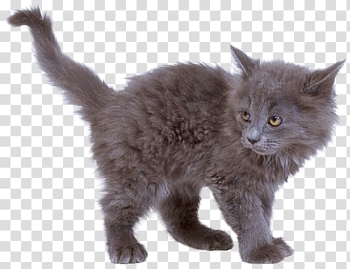 long-coated black kitten, Grey Kitten Cat transparent background PNG clipart
