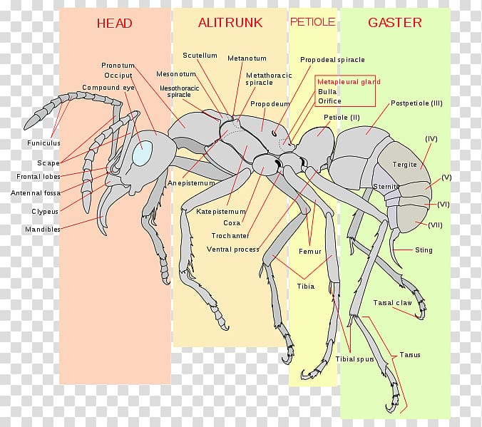 Insect Apocrita Anatomy Human body Formica fusca, insect transparent background PNG clipart