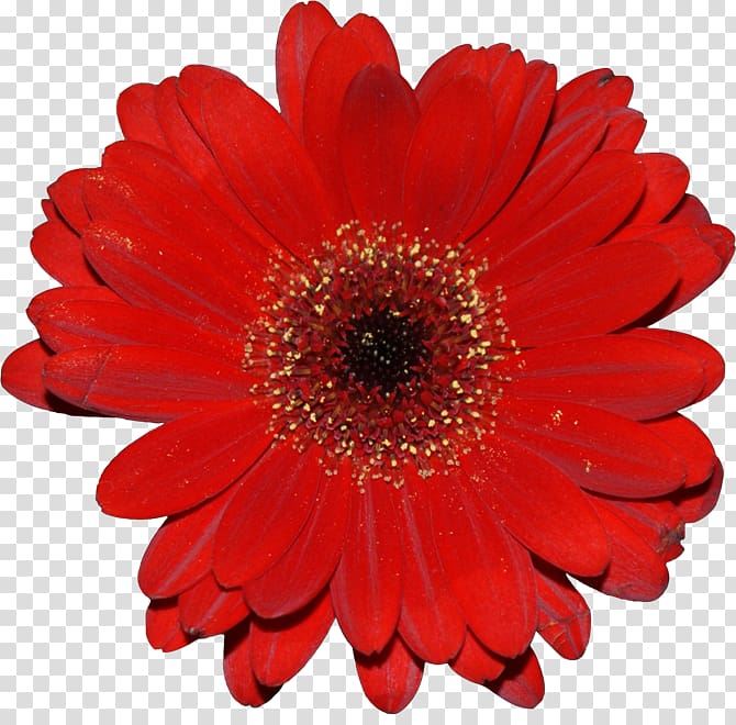 Flower bouquet Red dahlia Transvaal daisy, flower transparent background PNG clipart