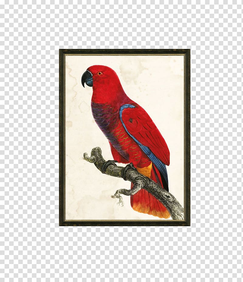 Parrot Bird Painting Macaw, Parrot decorative painting transparent background PNG clipart