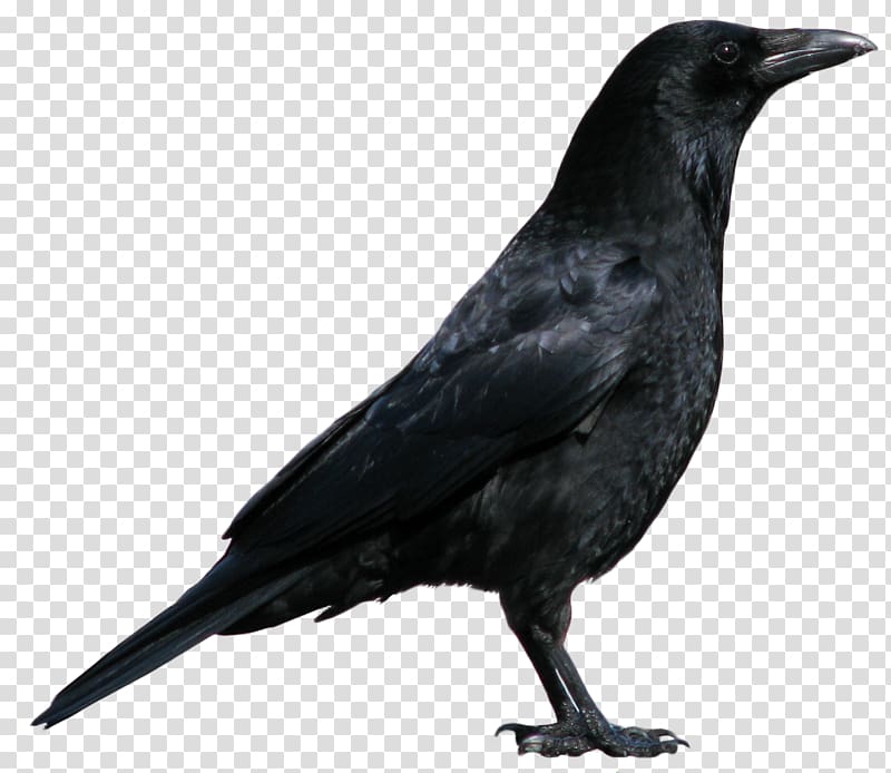 Crow transparent background PNG clipart