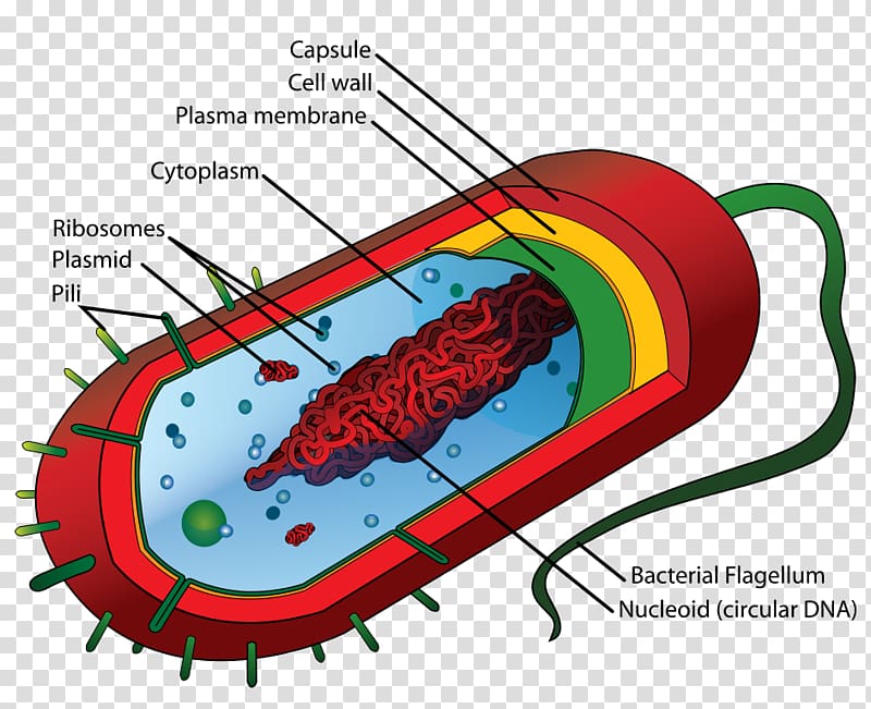 Prokaryote Bacterial cell structure Bacterial cell structure Eukaryote, Average transparent background PNG clipart