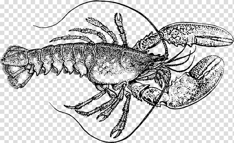 Lobster Drawing Art , lobster transparent background PNG clipart