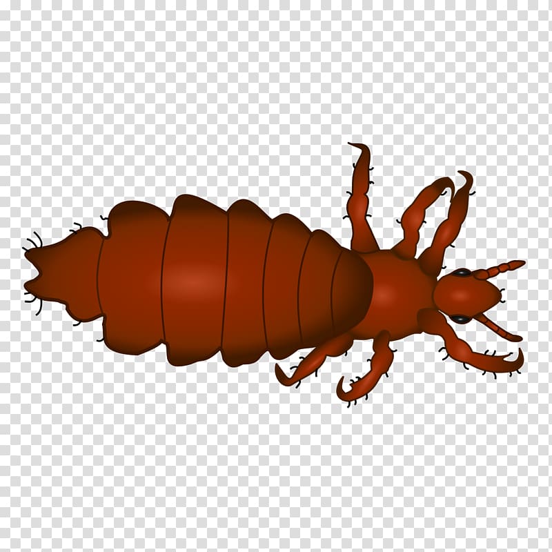 Head louse Insect Head lice infestation Scalp, insect transparent background PNG clipart