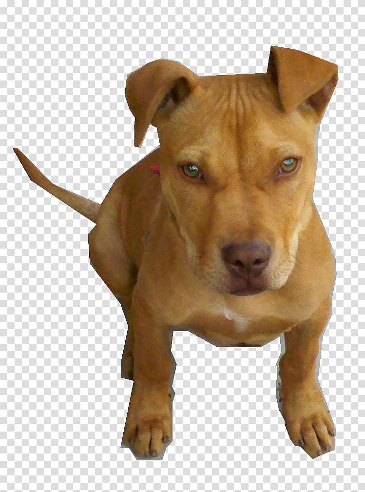 American Pit Bull Terrier American Staffordshire Terrier American Bully, pitbull transparent background PNG clipart