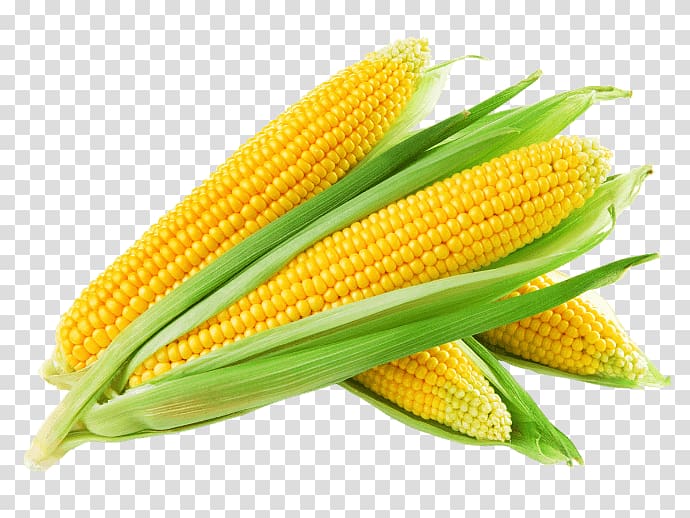 Corn on the cob Maize Corn kernel Sweet corn Corncob, Agritech India transparent background PNG clipart