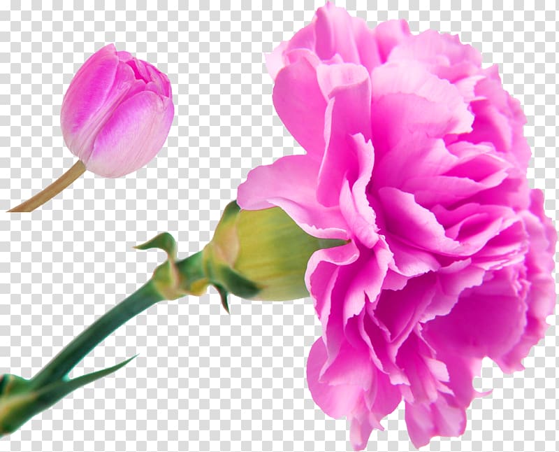 Carnation Edible flower Birth flower Plant symbolism, Pink and fresh bouquet decorative pattern transparent background PNG clipart
