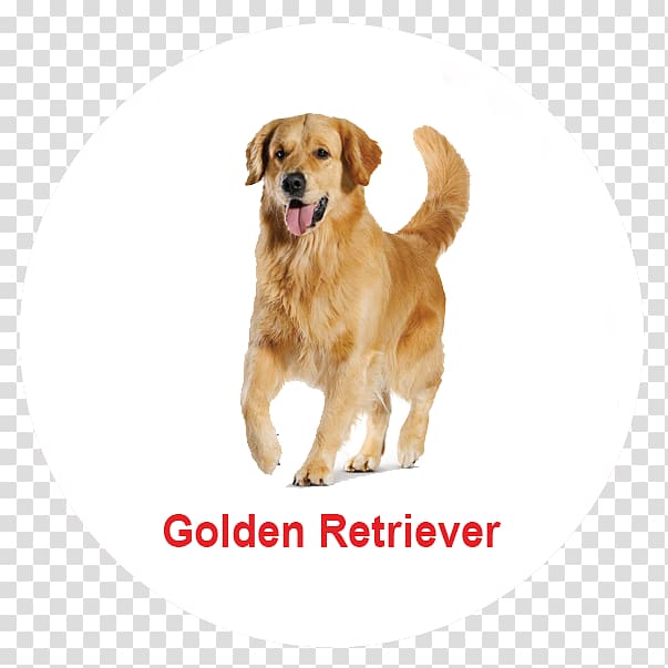 Golden Retriever Poodle Nova Scotia Duck Tolling Retriever Maine Coon Puppy, golden retriever transparent background PNG clipart