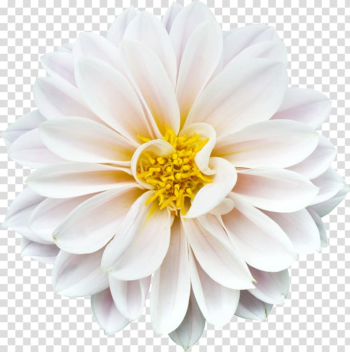 Common daisy Marguerite daisy Daisy family .xchng , blank slate transparent background PNG clipart