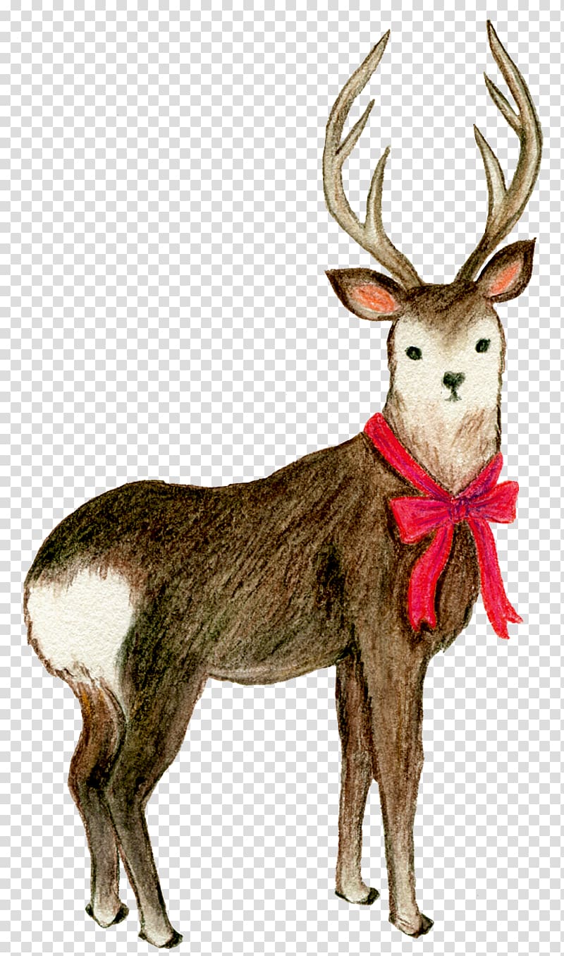 Reindeer Elk Butterfly White-tailed deer, Wearing a bow deer decorative elements transparent background PNG clipart