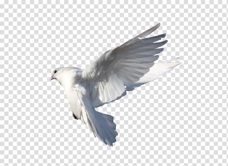 Rock dove Columbidae Bird Flight, pigeon transparent background PNG clipart