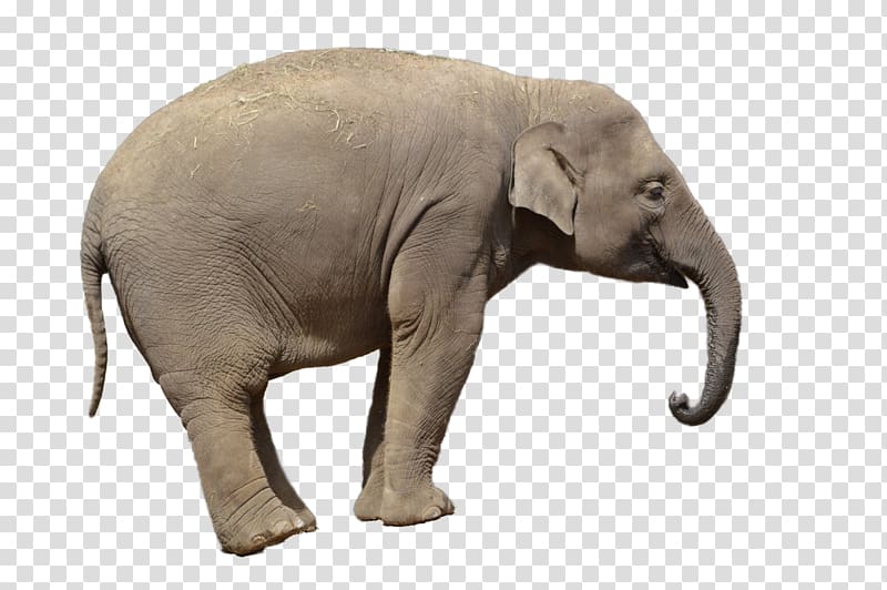 African bush elephant Asian elephant , cute elephant transparent background PNG clipart