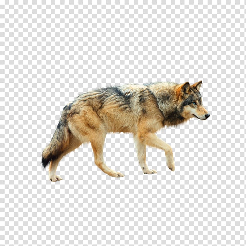 Dog Arctic wolf Coyote , wolf transparent background PNG clipart