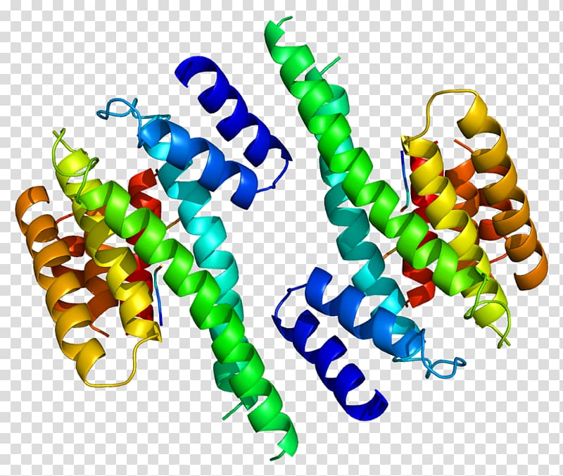 YWHAZ 14-3-3 protein Gene HMGN1 Ubiquitin, others transparent background PNG clipart