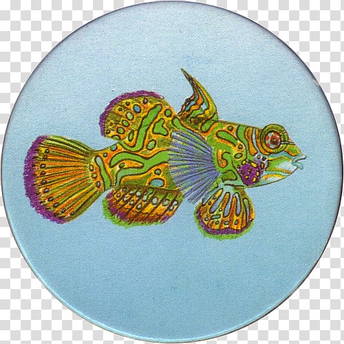 Marine biology Fish, mandarine transparent background PNG clipart