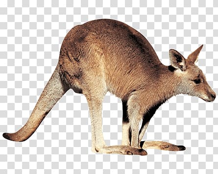brown kangaroo, Kangaroo Right transparent background PNG clipart