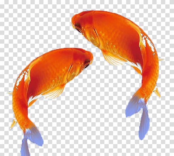 Koi Carassius auratus Facing heaven pepper Ink wash painting Computer file, Free goldfish pull material transparent background PNG clipart