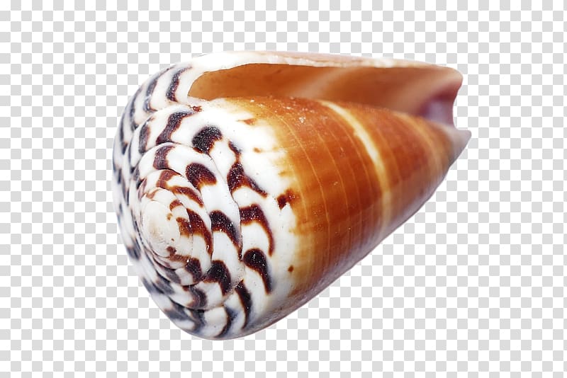 Seashell Molluscs Conchology, seashell transparent background PNG clipart