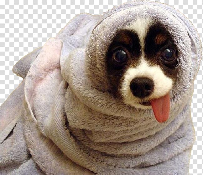 Towel Dachshund Komondor Puppy Hot dog, puppy transparent background PNG clipart