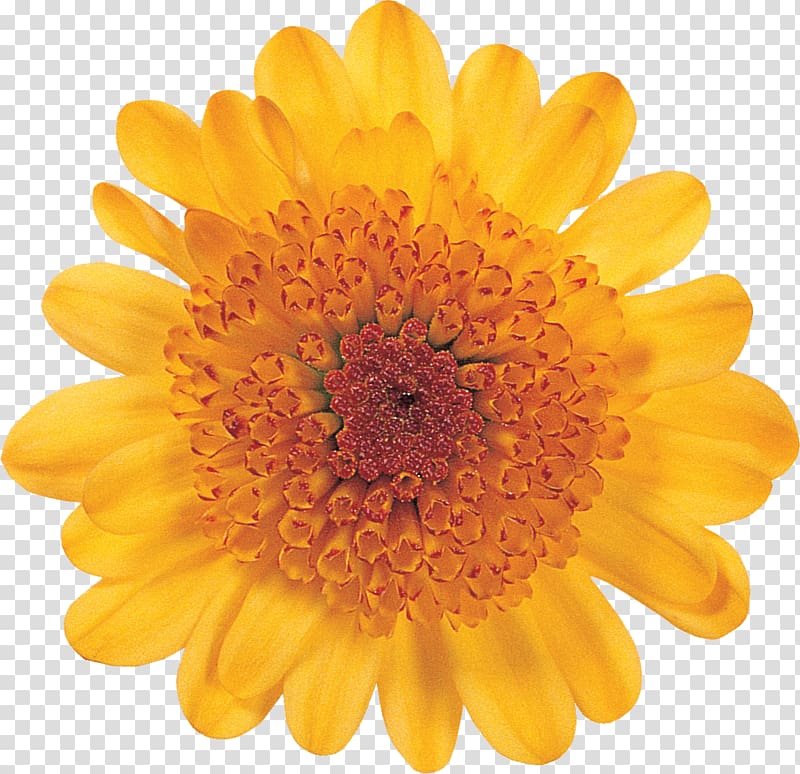 Flower Petal Transvaal daisy Daisybush Common daisy, dahlia transparent background PNG clipart