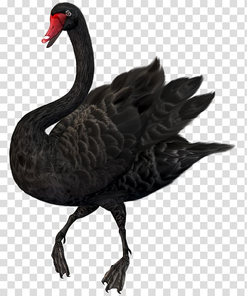 Mute swan Black swan , Mute Swan transparent background PNG clipart