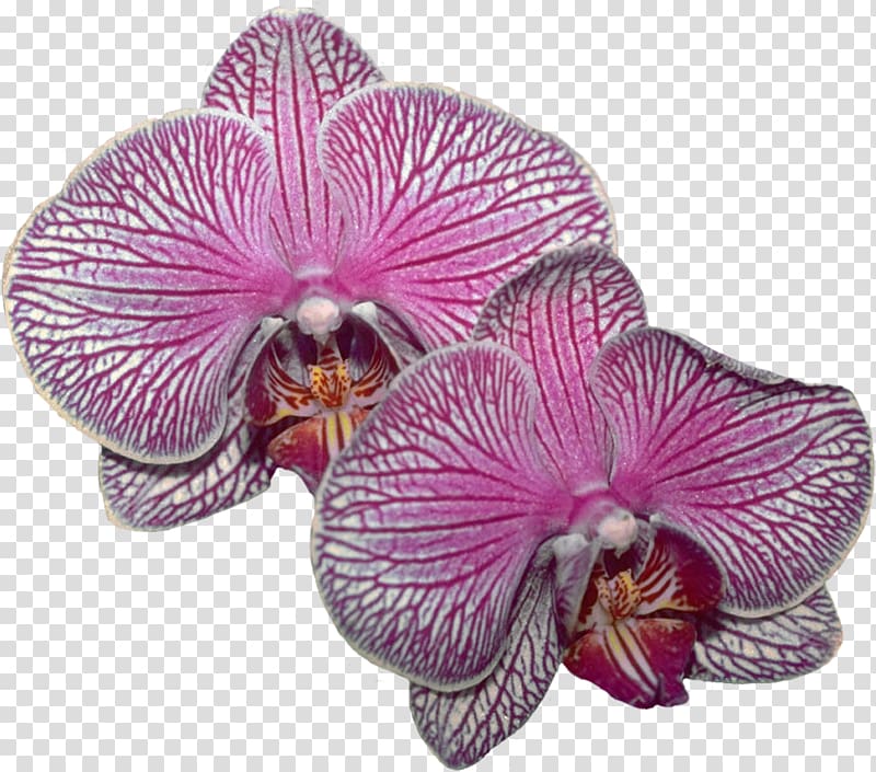 Lilac Purple Violet Magenta Moth orchids, orchids transparent background PNG clipart
