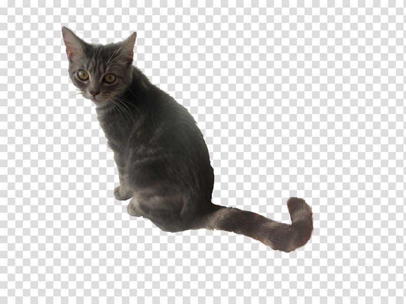 American Shorthair Chartreux Korat European shorthair American Wirehair, smoky transparent background PNG clipart