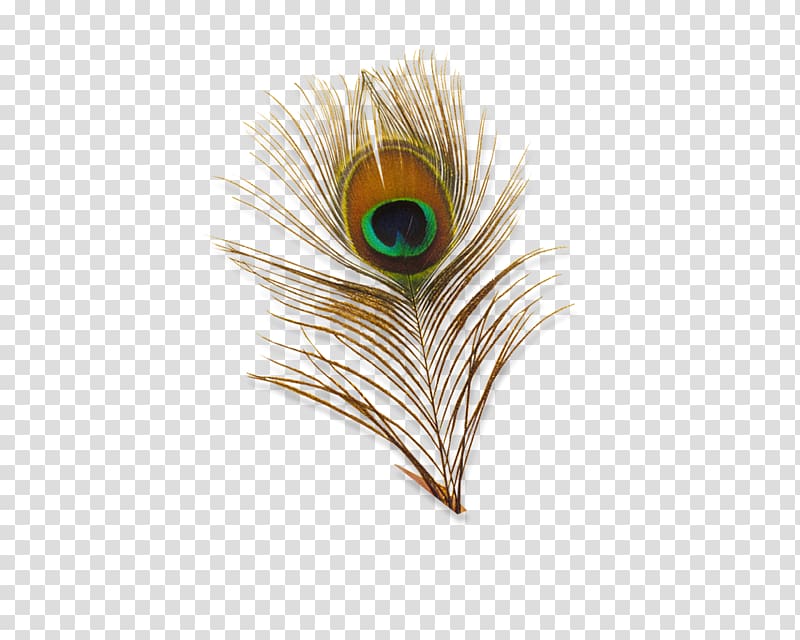 brown peacock feather, Bird Feather Peafowl , Peacock transparent background PNG clipart