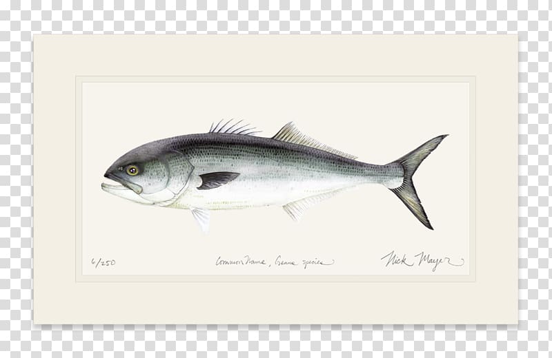 Sardine Mackerel Bluefish Yellowfin tuna Oily fish, others transparent background PNG clipart