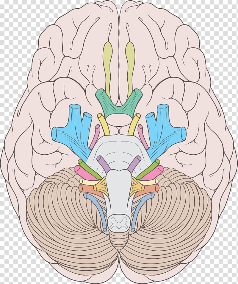 Cranial nerves Abducens nerve Trochlear nerve Vestibulocochlear nerve, human transparent background PNG clipart