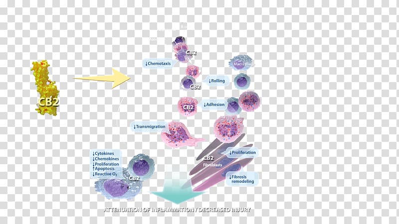 Inflammation Tissue Infection Chemokine Adaptive immune system, inflammation transparent background PNG clipart