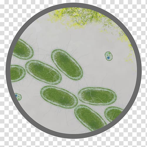 E. coli Bacteria Proteomics Salmonella Food poisoning, chipotle transparent background PNG clipart