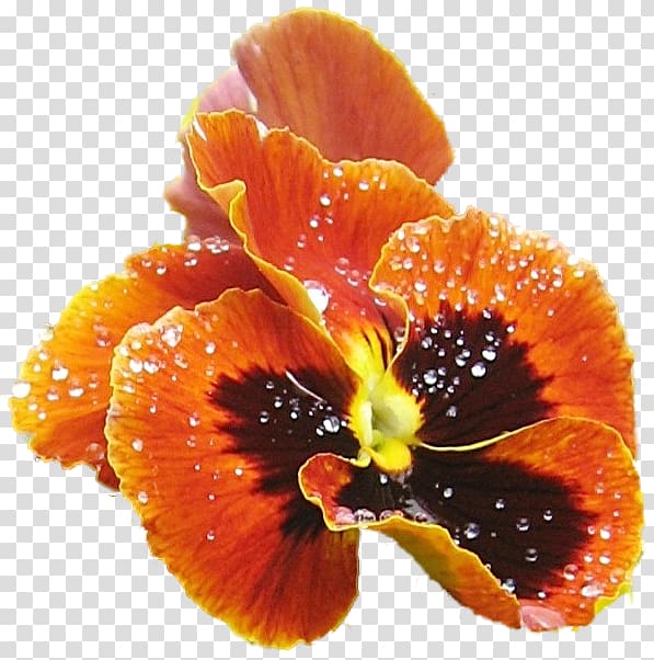 Pansy Flower bouquet Petal Fototapet, flower transparent background PNG clipart