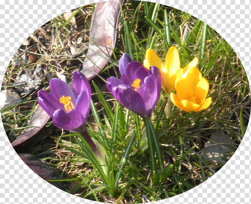 Crocus Wildflower, crocus transparent background PNG clipart