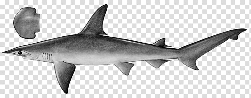 Tiger shark Scalloped bonnethead Isurus oxyrinchus, Isurus Oxyrinchus transparent background PNG clipart