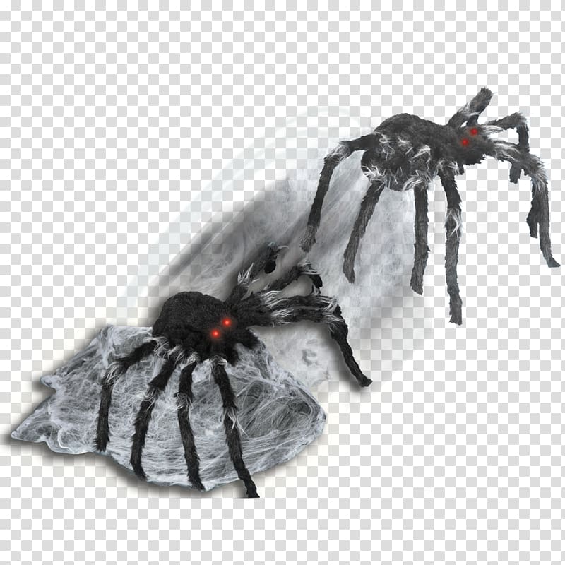 Jumping spider Animation YouTube, webbed transparent background PNG clipart