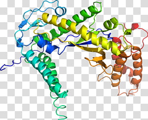 Line Point Organism , line transparent background PNG clipart thumbnail