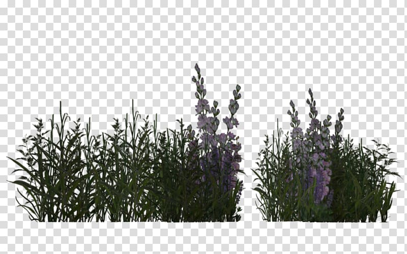 grass field illustration, Grass Herbaceous plant Meadow Lavender, desert plants transparent background PNG clipart