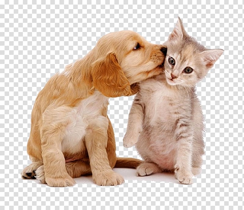 cats and dogs love each other transparent background PNG clipart