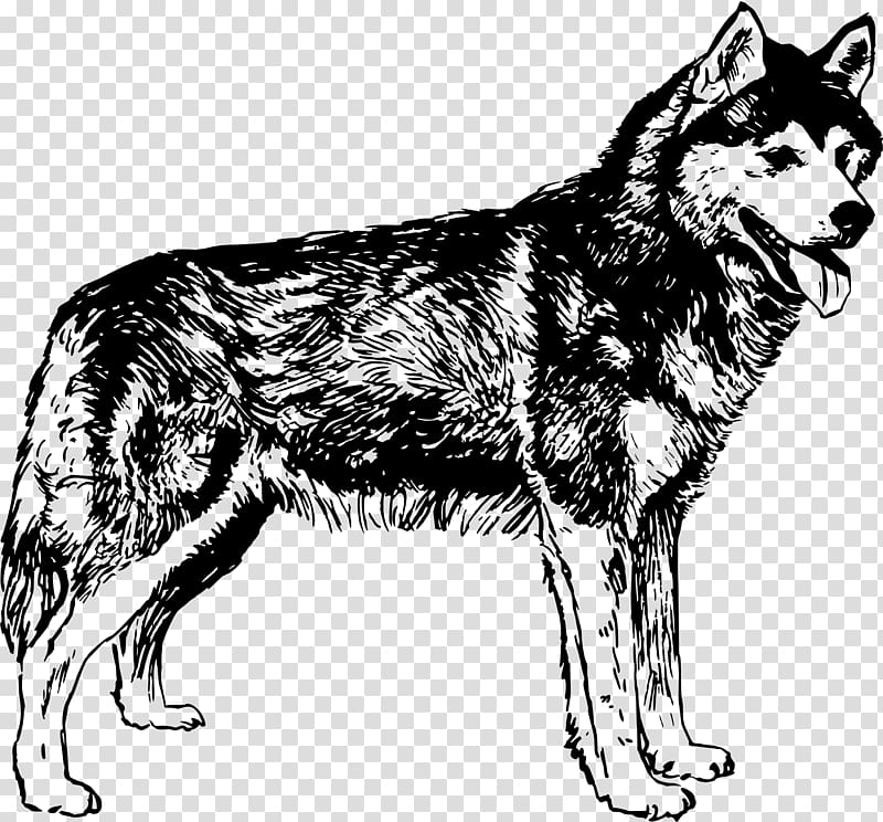 Siberian Husky Tamaskan Dog Northern Inuit Dog Utonagan Seppala Siberian Sleddog, husky transparent background PNG clipart