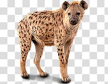 Hyena transparent background PNG clipart