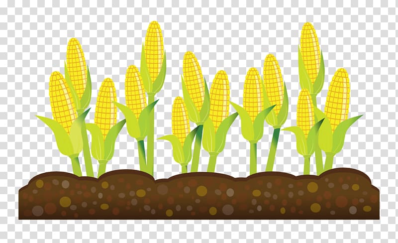 yellow corns illustration, Intensive crop farming Agriculture Intensive crop farming , Crop Farm transparent background PNG clipart