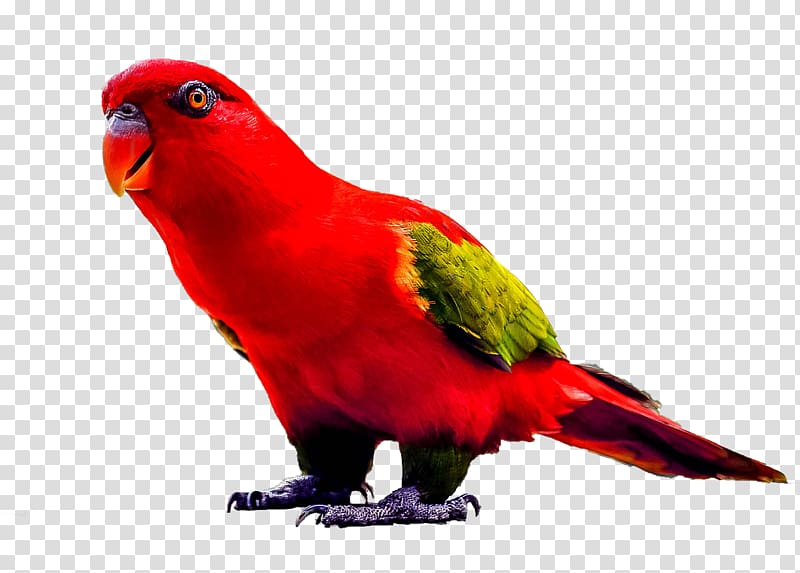 Lovebird True parrot Red-and-green macaw Reptile, parrot transparent background PNG clipart