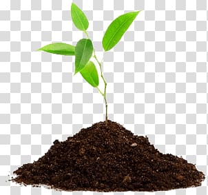 green leafed plant with brown soil, Leaves On Ground transparent background PNG clipart