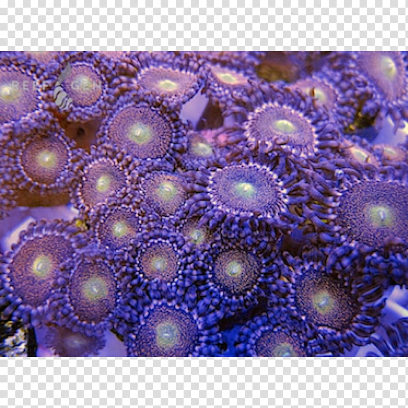 Stony corals Sea anemone Coral reef, sneeze transparent background PNG clipart