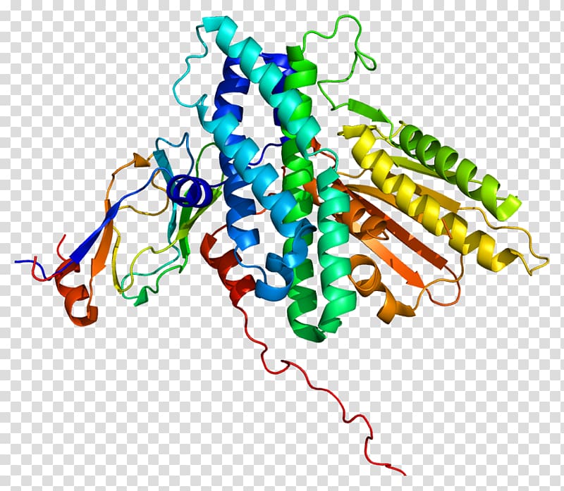 Protein kinase PDK3 Protein Data Bank Gene, others transparent background PNG clipart