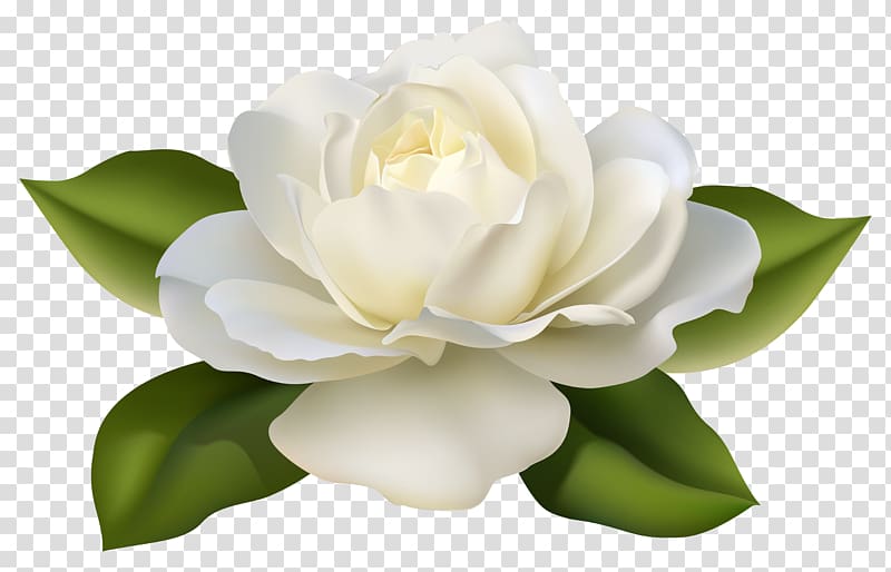 Flower Jasminum polyanthum Rose , Beautiful White Rose with Leaves , white and green peony flower illustration transparent background PNG clipart