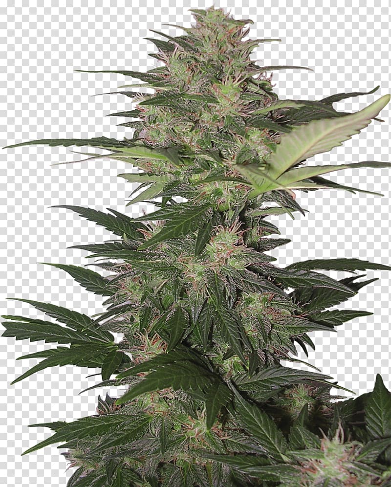 Kush Skunk Cannabis sativa Autoflowering cannabis, cannabis transparent background PNG clipart
