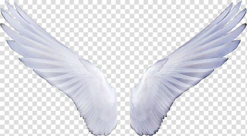 Angel Sticker , wings transparent background PNG clipart